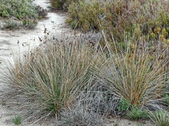 Juncus acutus
