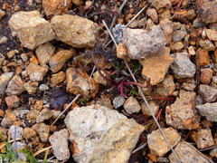 Lysipomia multiflora
