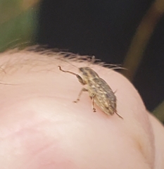 Sitona cylindricollis