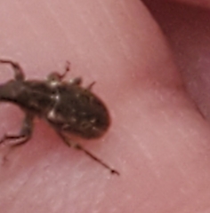 Sitona cylindricollis