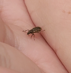 Sitona cylindricollis