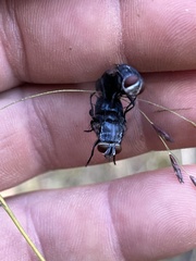Calliphora vicina