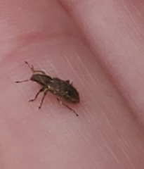 Sitona cylindricollis