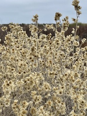 Pseudognaphalium beneolens