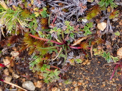 Lysipomia multiflora