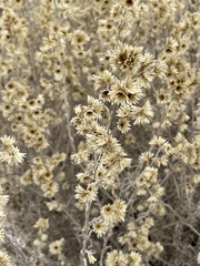 Pseudognaphalium beneolens