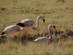 Phoenicoparrus andinus