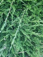 Juniperus horizontalis