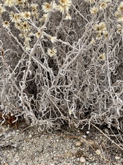 Pseudognaphalium beneolens