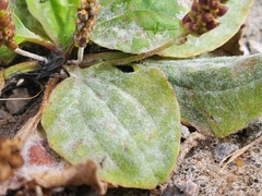 Golovinomyces sordidus