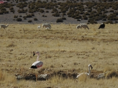 Phoenicoparrus andinus