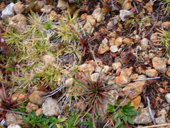 Lysipomia multiflora