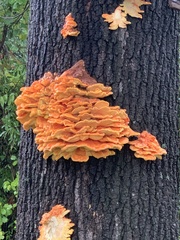 Laetiporus