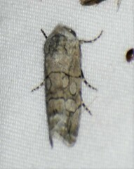 Sympistis sectiloides