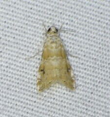 Hellula