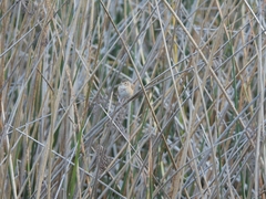 Cistothorus platensis