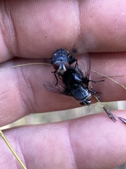 Calliphora vicina