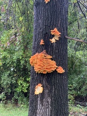 Laetiporus