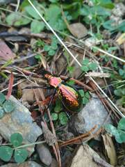 Carabus rutilans