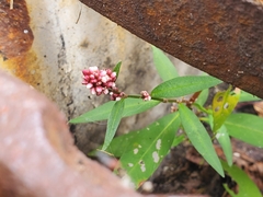 Persicaria maculosa