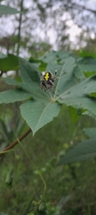 Eriophora