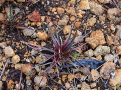 Lysipomia multiflora