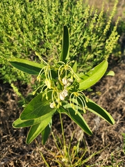 Asclepias viridis