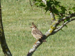Coryphistera alaudina