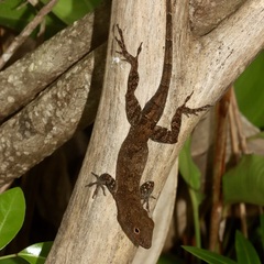 Anolis cristatellus
