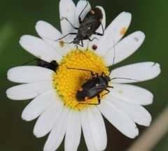 Closterotomus cinctipes