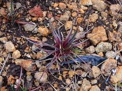 Lysipomia multiflora