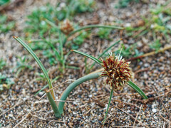 Cyperus capitatus