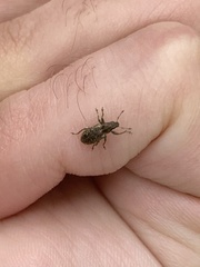 Sitona cylindricollis