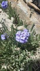 Polemonium eximium