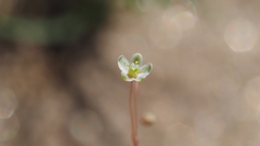 Hypertelis umbellata