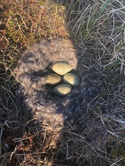 Somateria mollissima