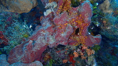 Petrosia pellasarca
