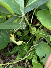 Aristolochia clematitis