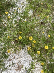 Heterotheca subaxillaris