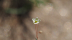 Hypertelis umbellata