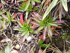 Hypochaeris sessiliflora