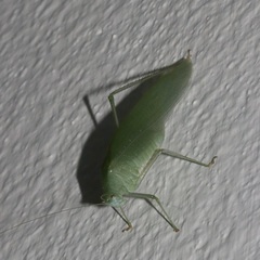 Anaulacomerina