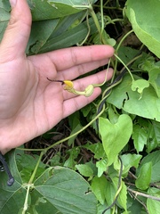 Aristolochia clematitis