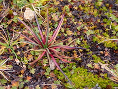 Lysipomia multiflora