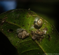 Posorites conscendens