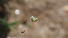 Hypertelis umbellata