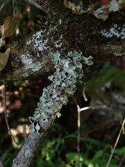 Cetrelia cetrarioides