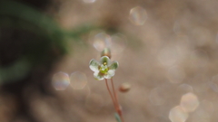 Hypertelis umbellata