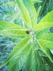 Pseudomops interceptus