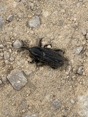 Sphenophorus australis